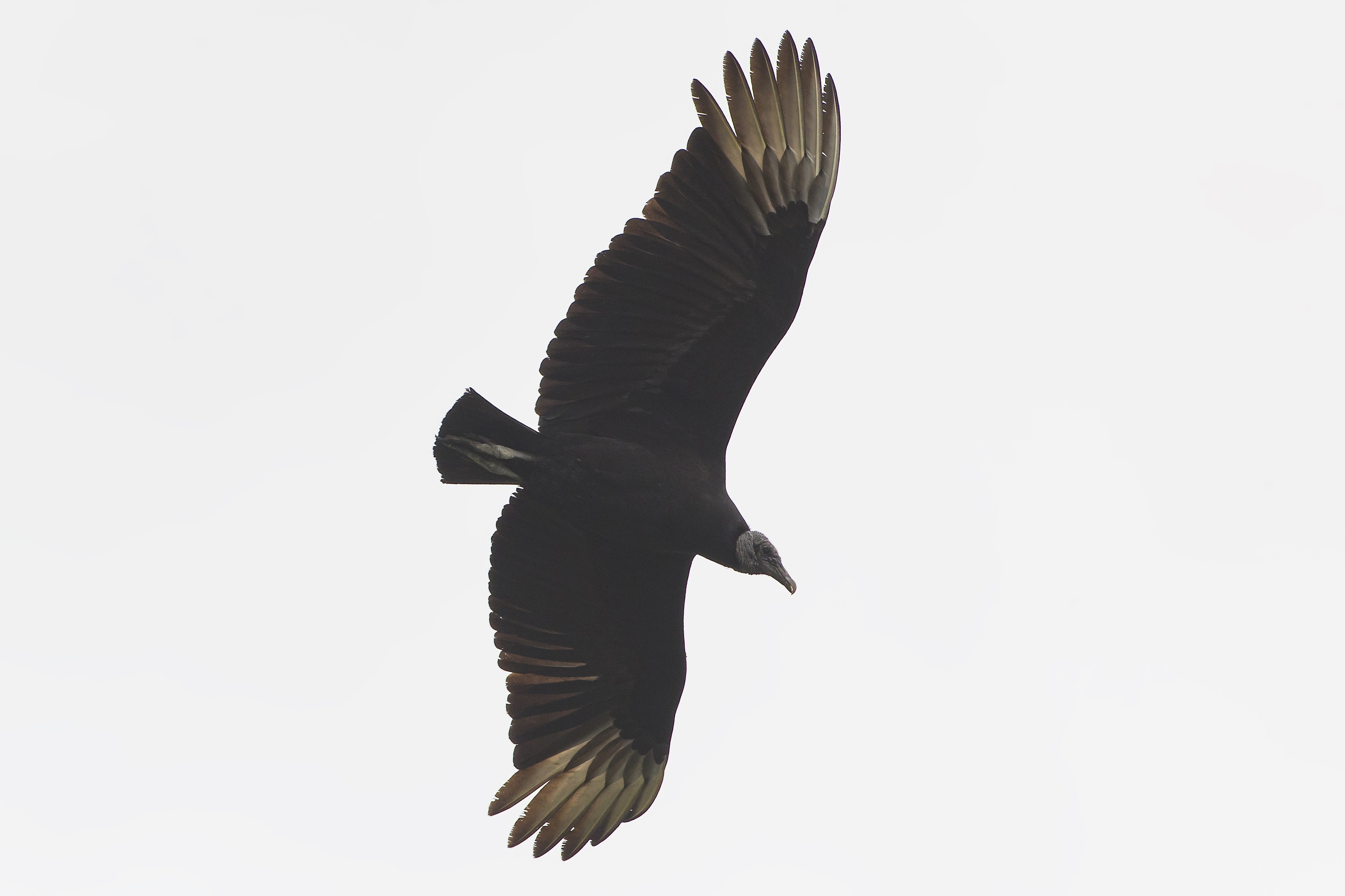 American Black Vulture