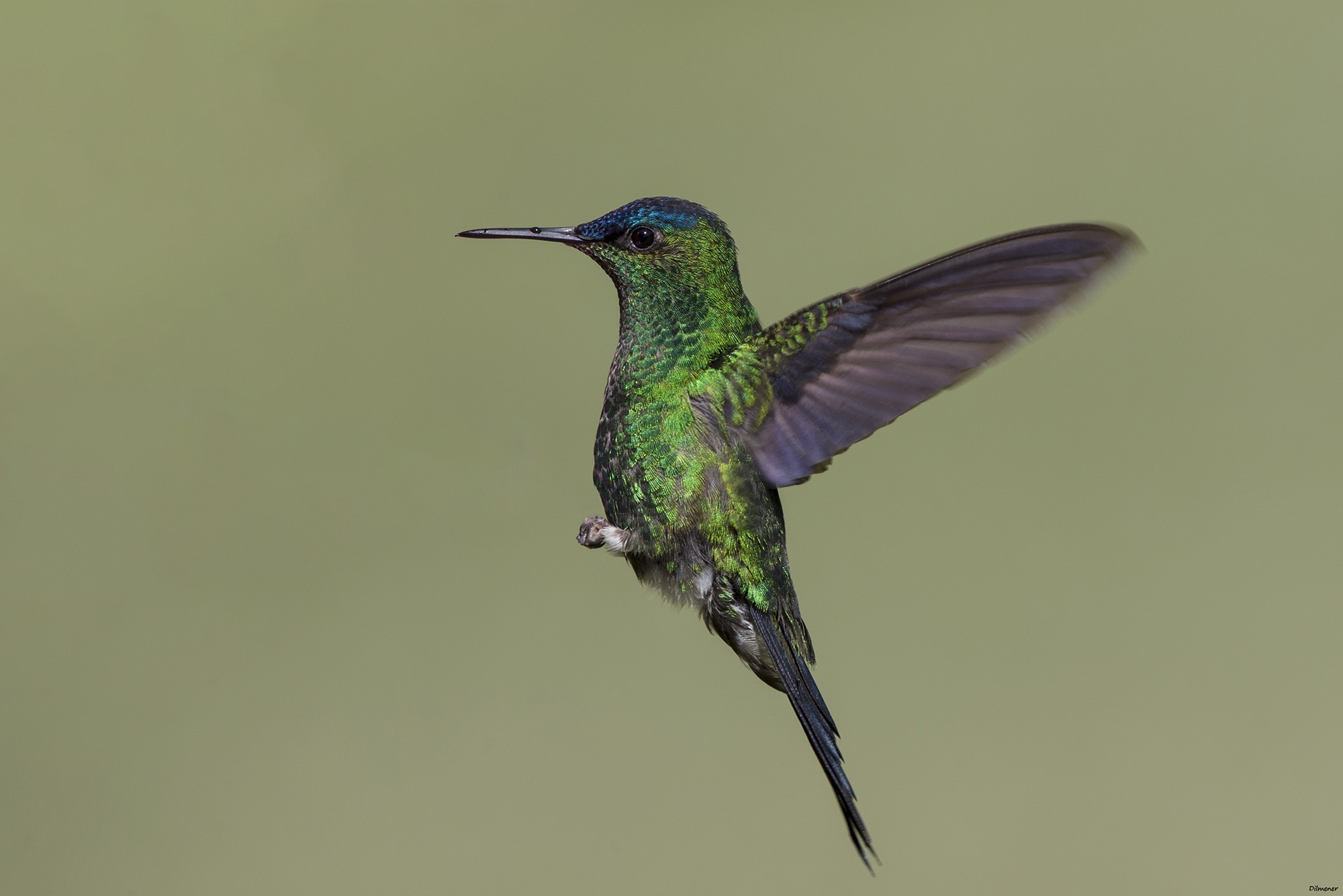 Violet-capped Woodnymph
