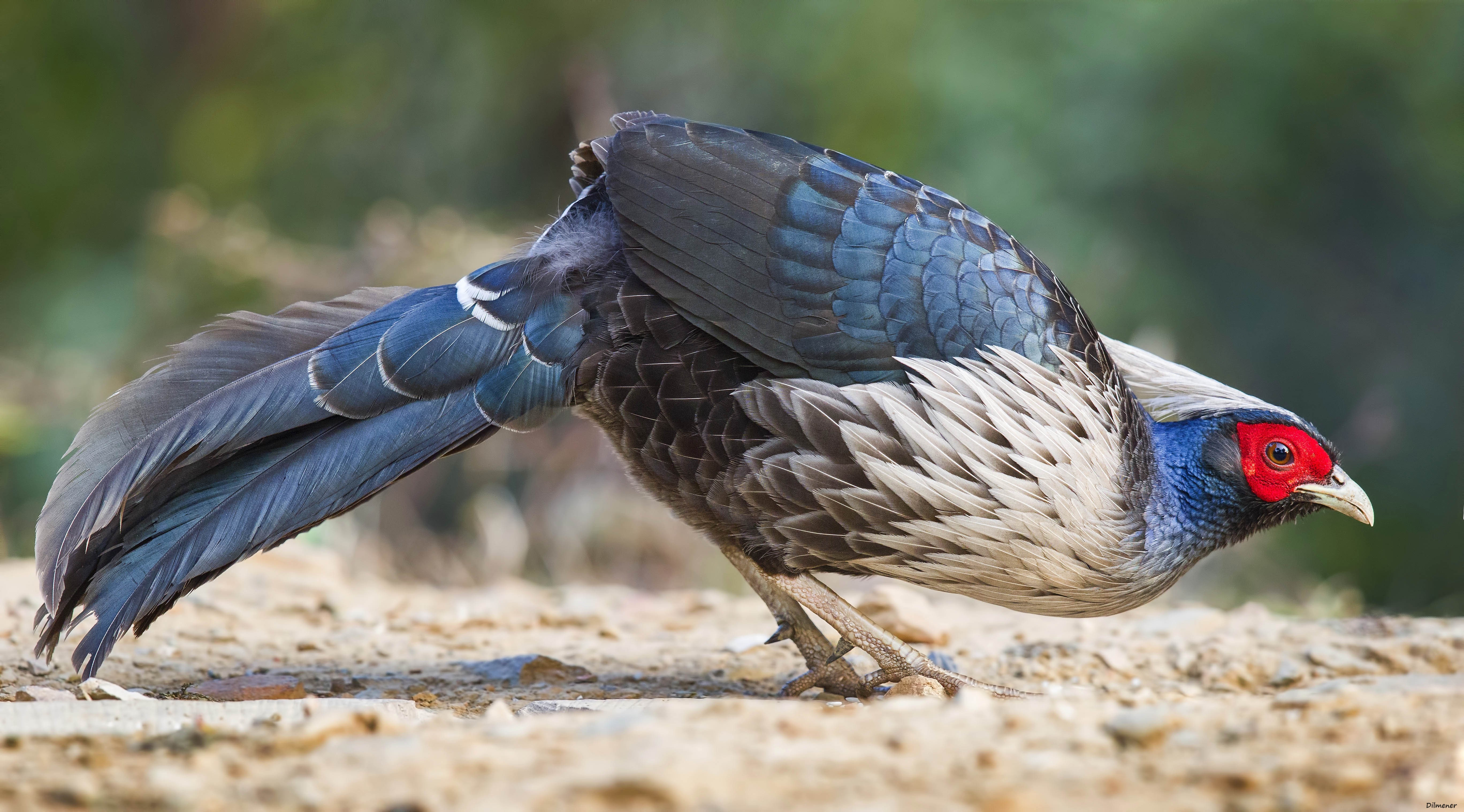 Kalij Pheasant