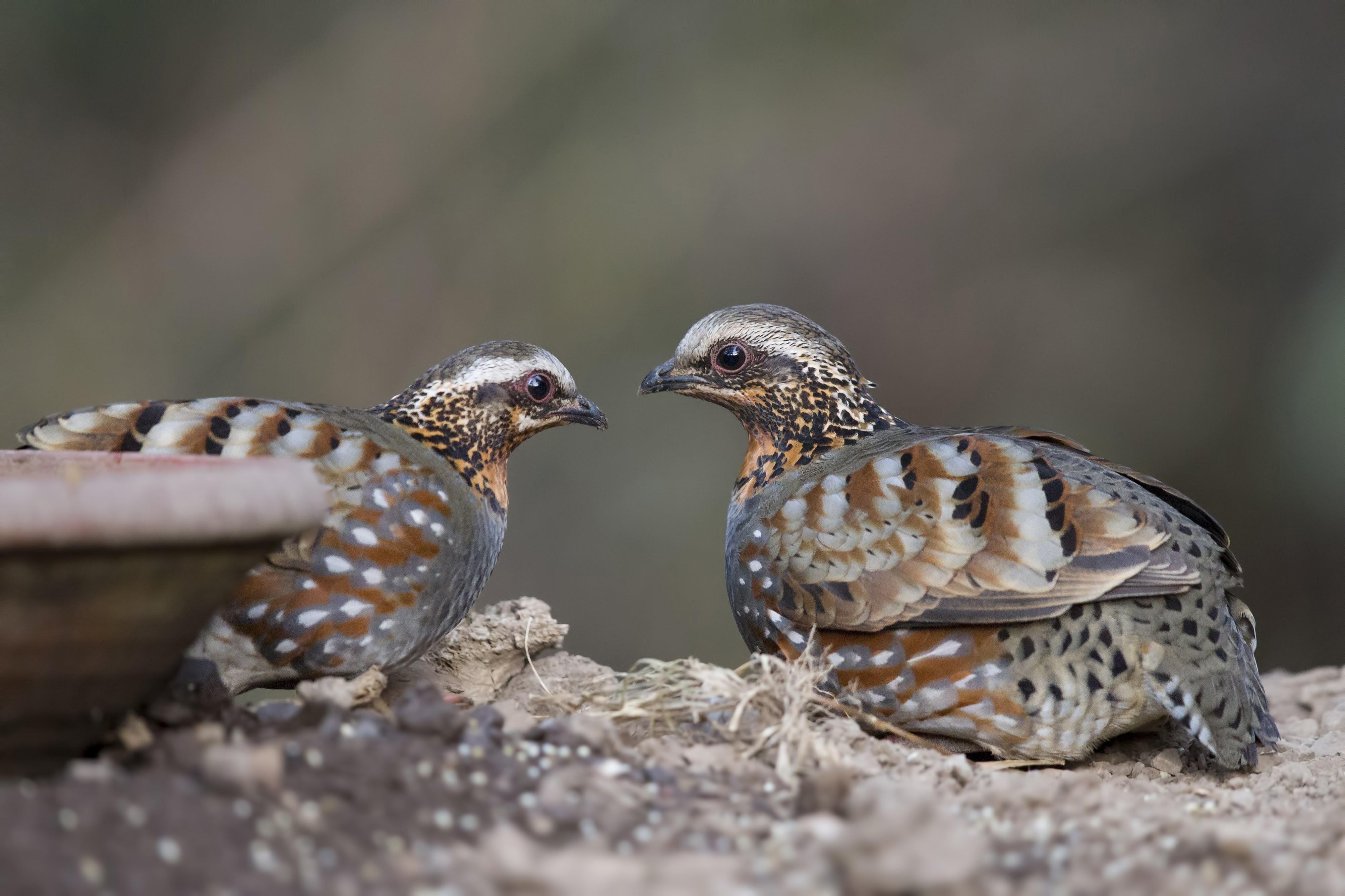 Rufous-throated Partridge