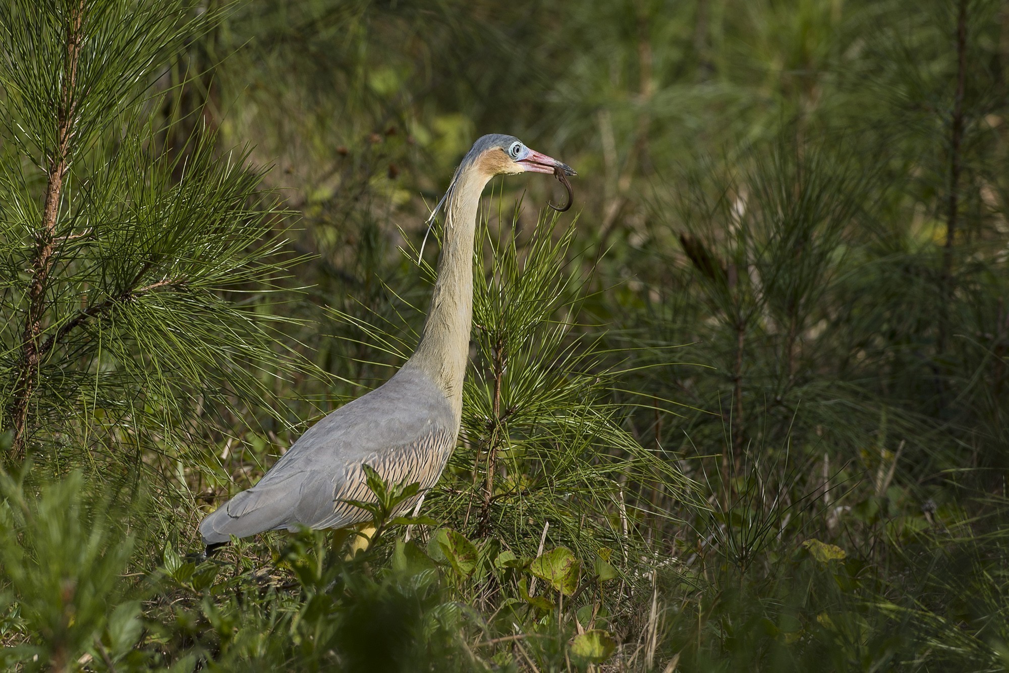 Whistling Heron
