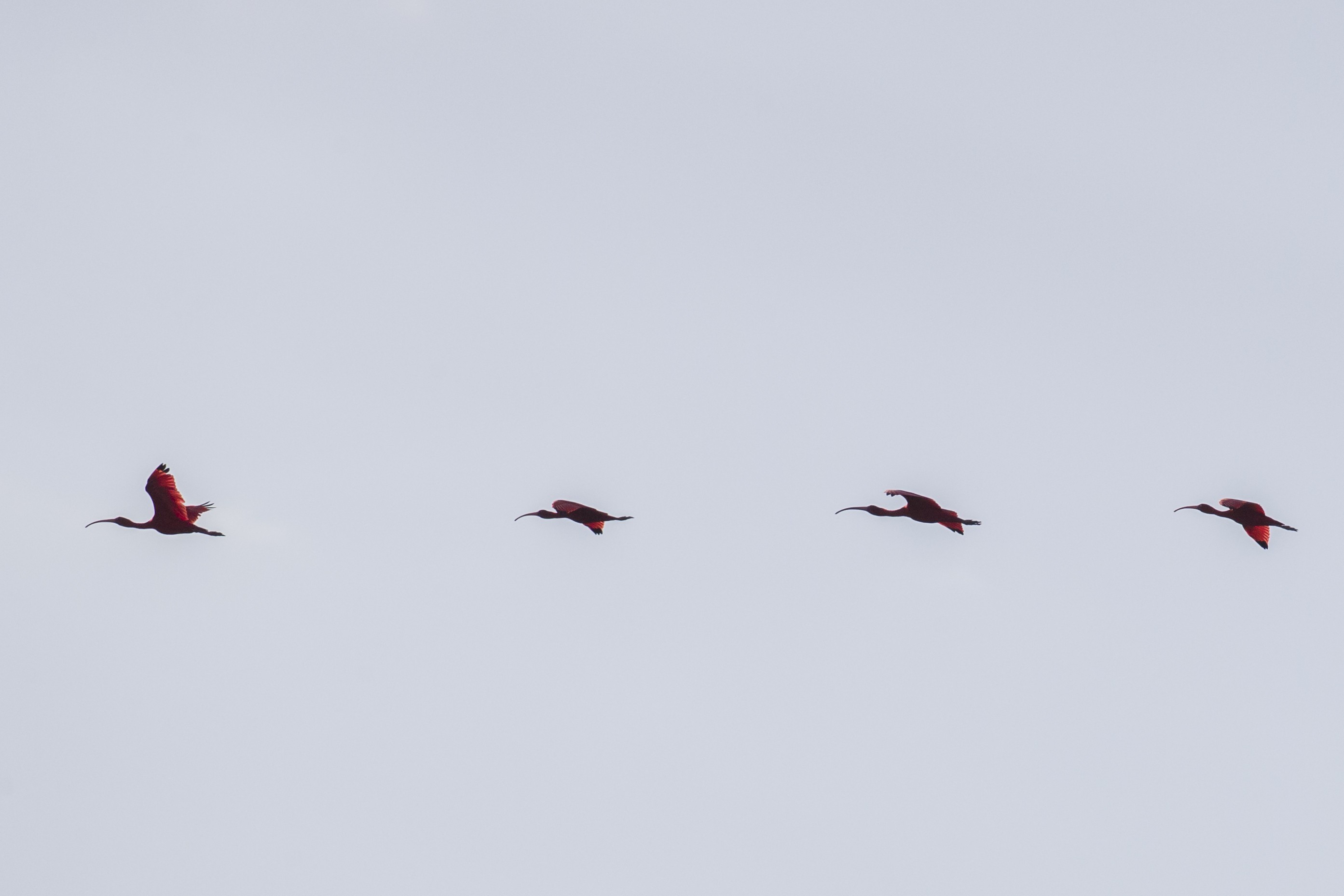Scarlet Ibis — Ana fotoğraf