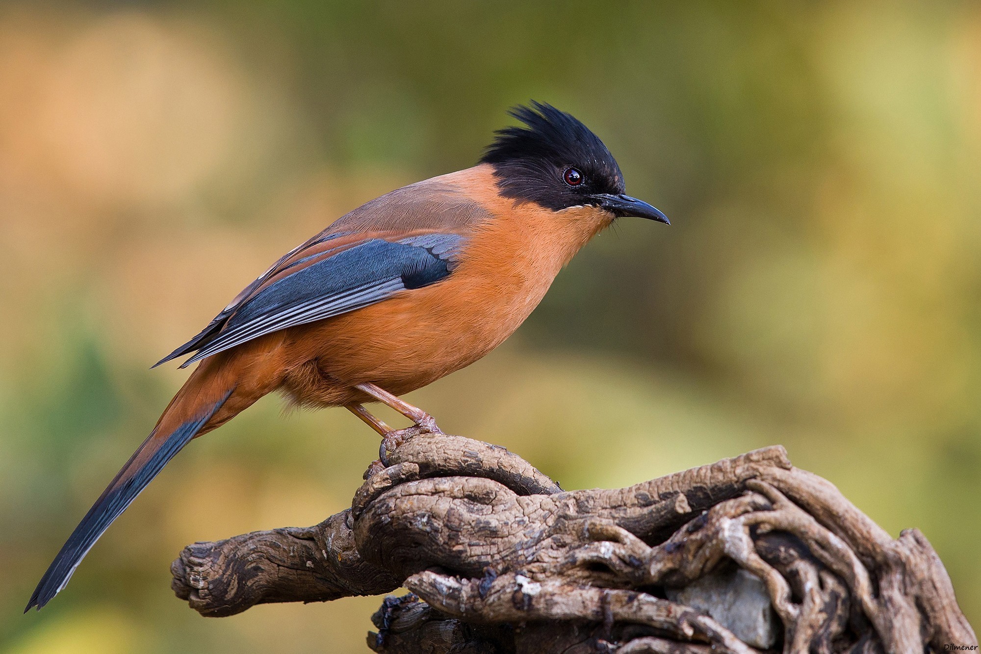 Rufous Sibia