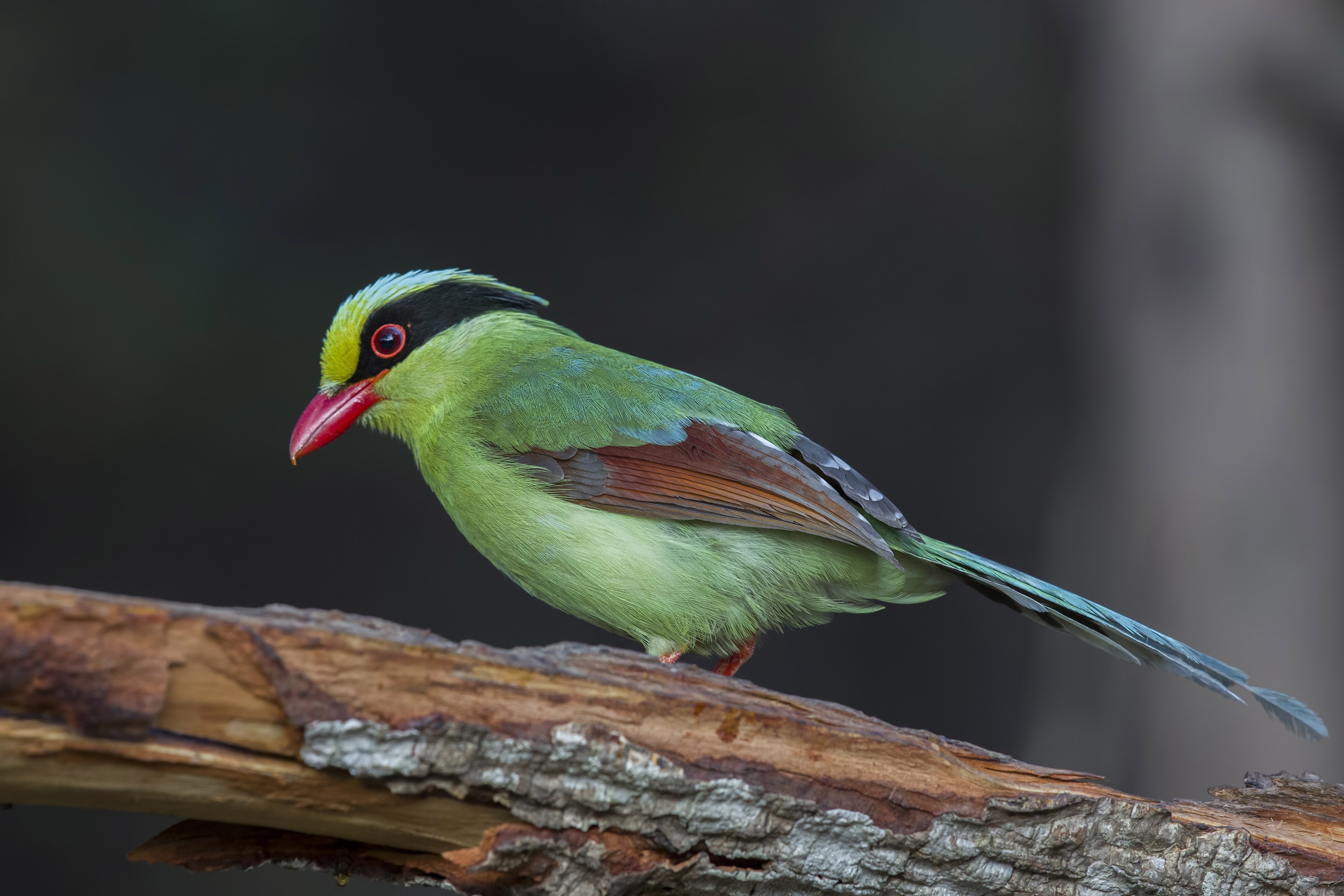 Common Green Magpie — Ana fotoğraf