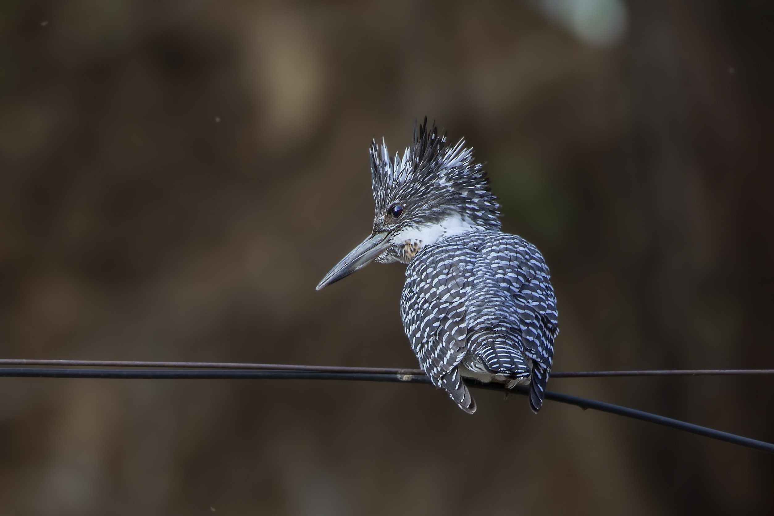 Crested Kingfisher
