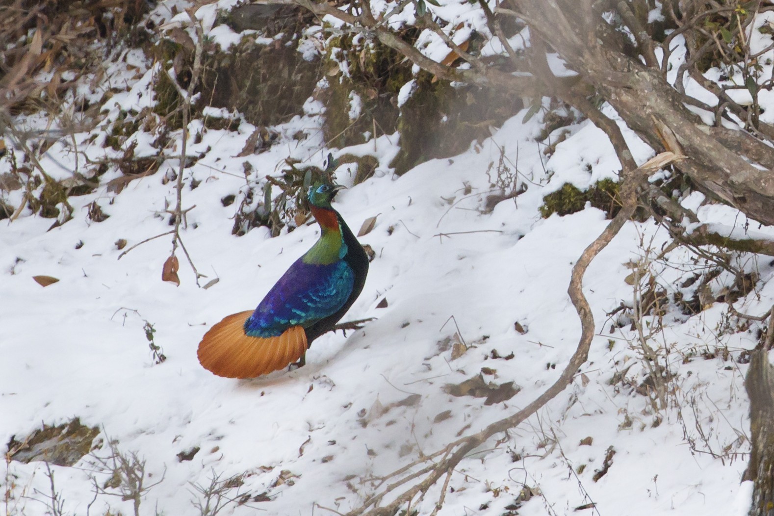 Himalayan Monal