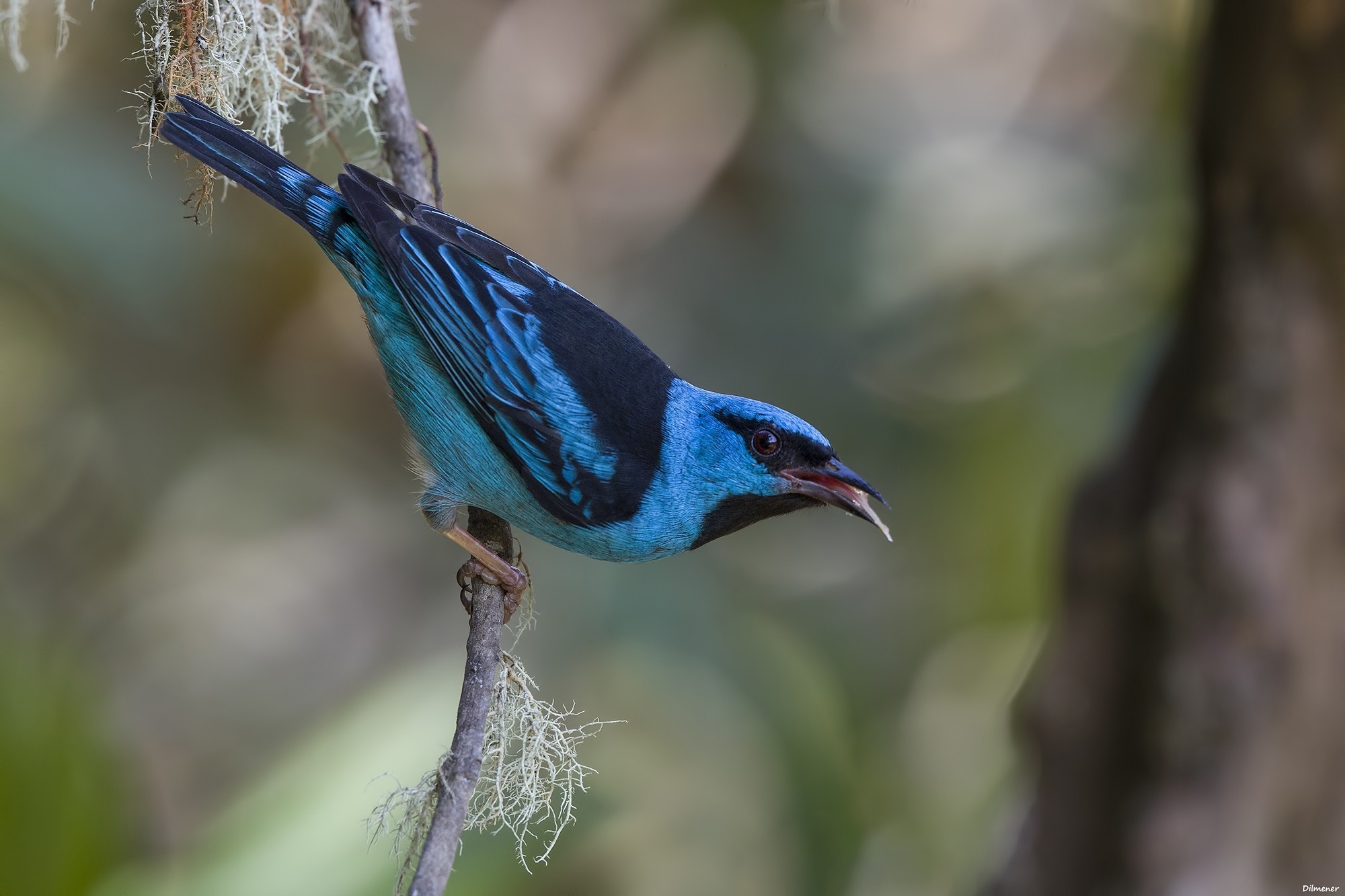 Blue Dacnis