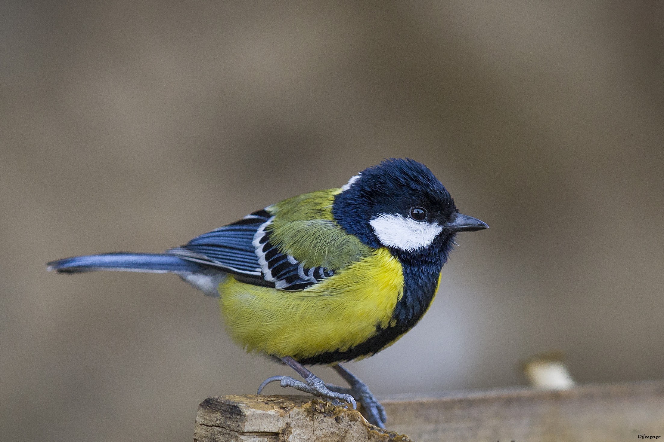 Green-backed Tit