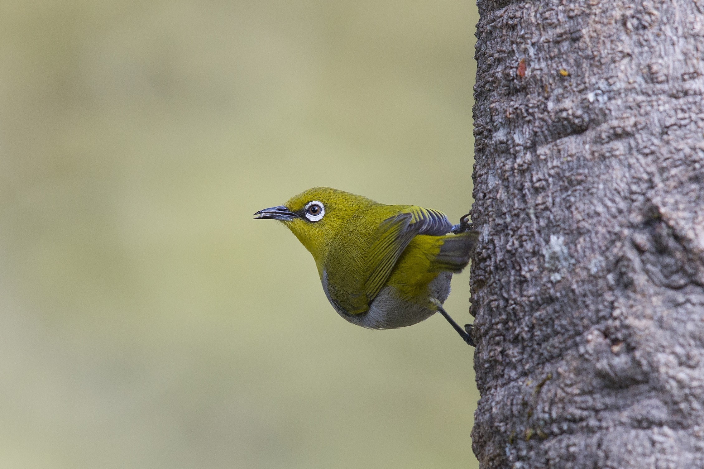 Oriental White-eye