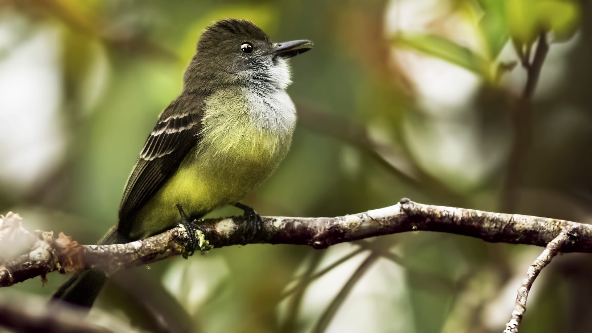 Torrent Tyrannulet — Ana fotoğraf