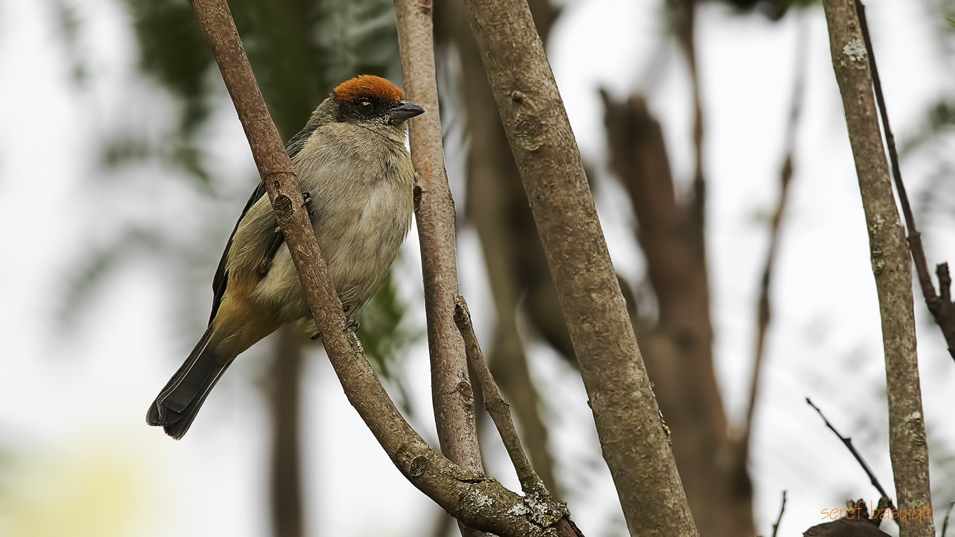 Scrub Tanager — Ana fotoğraf