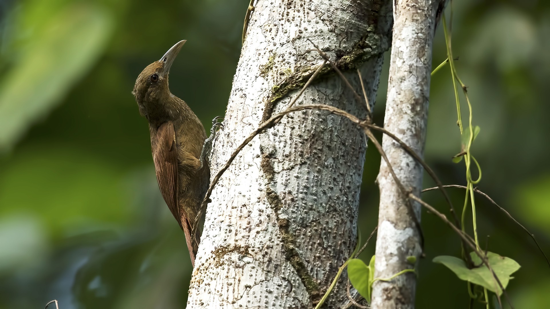 Cinnamon-throated Woodcreeper — Ana fotoğraf