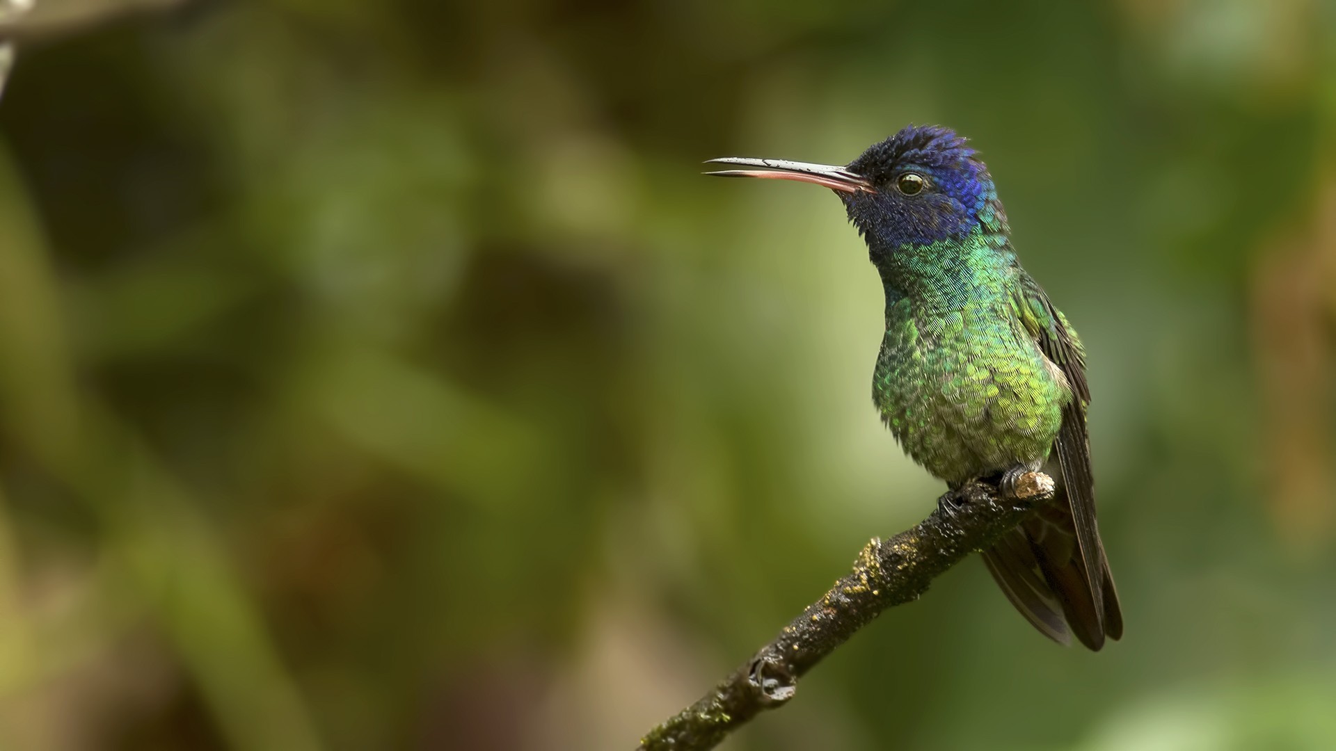 Golden-tailed Sapphire