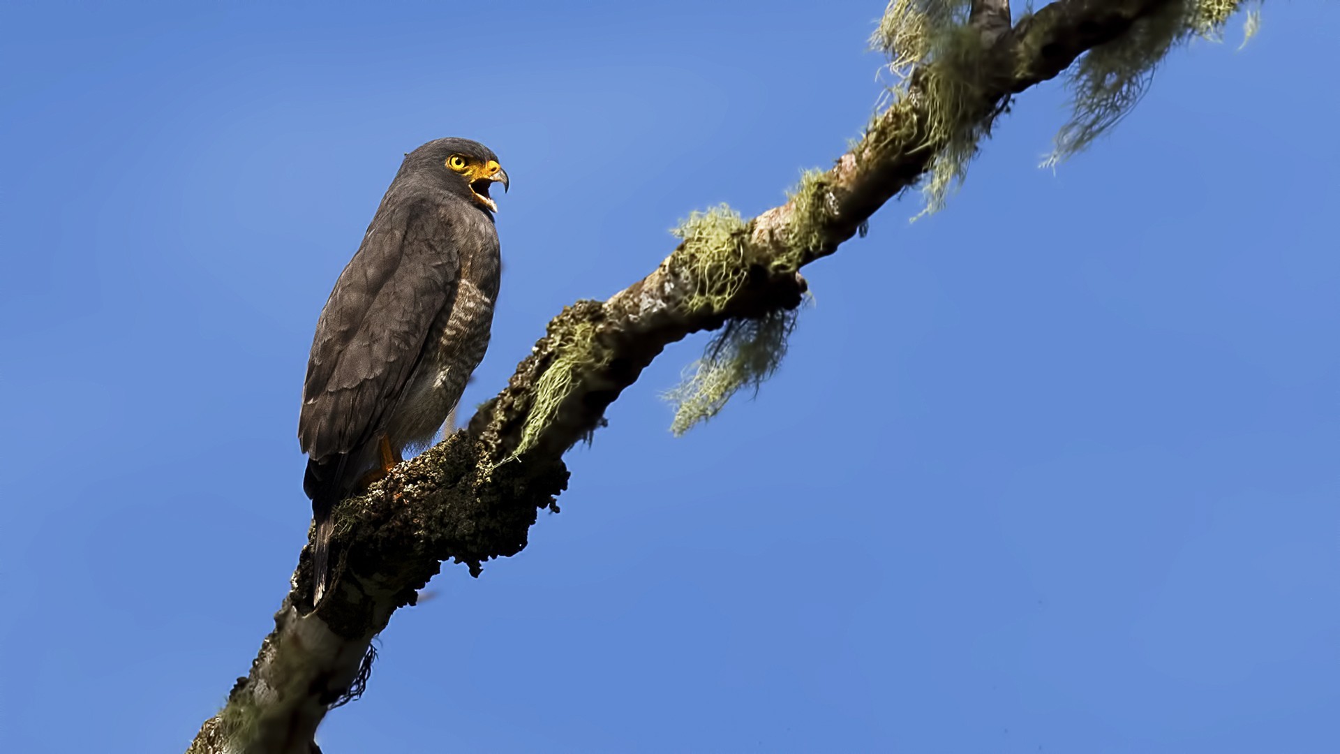 Roadside Hawk