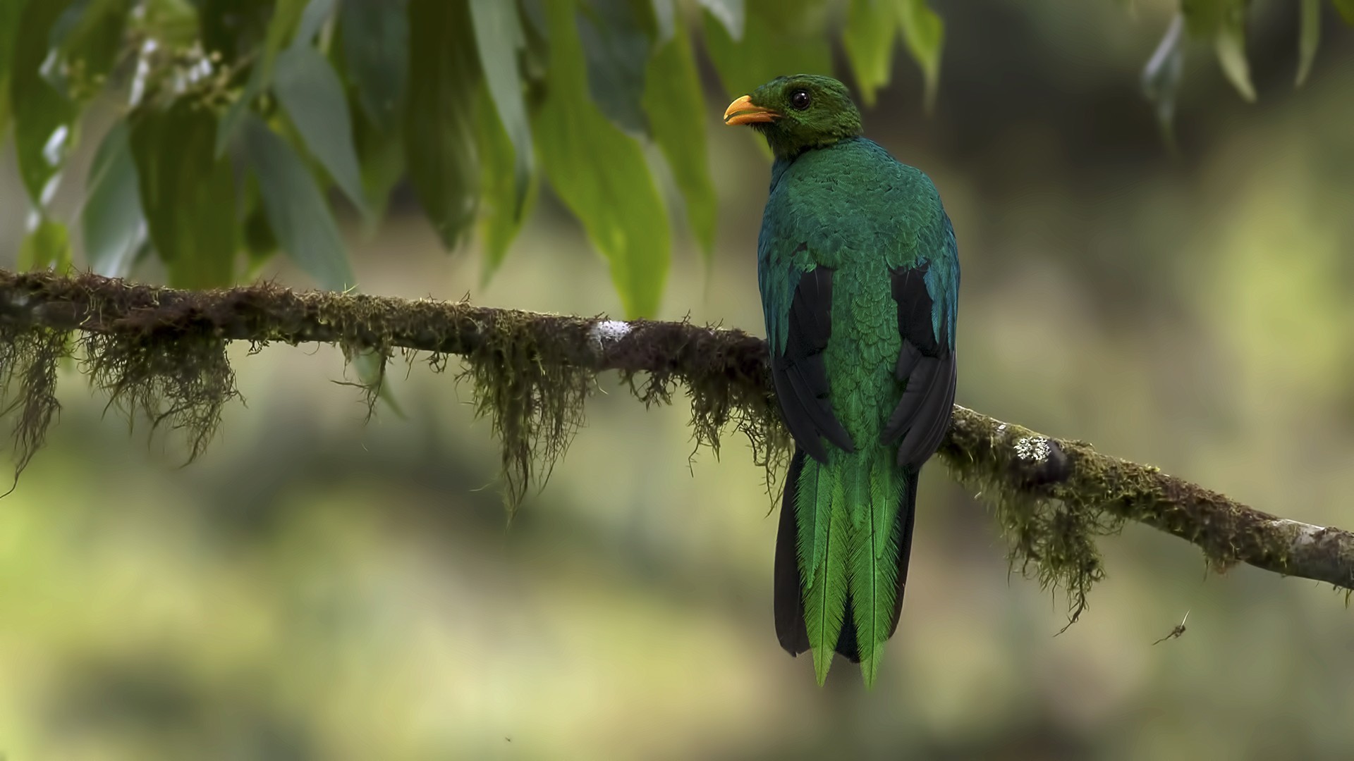 Golden-headed Quetzal — Ana fotoğraf