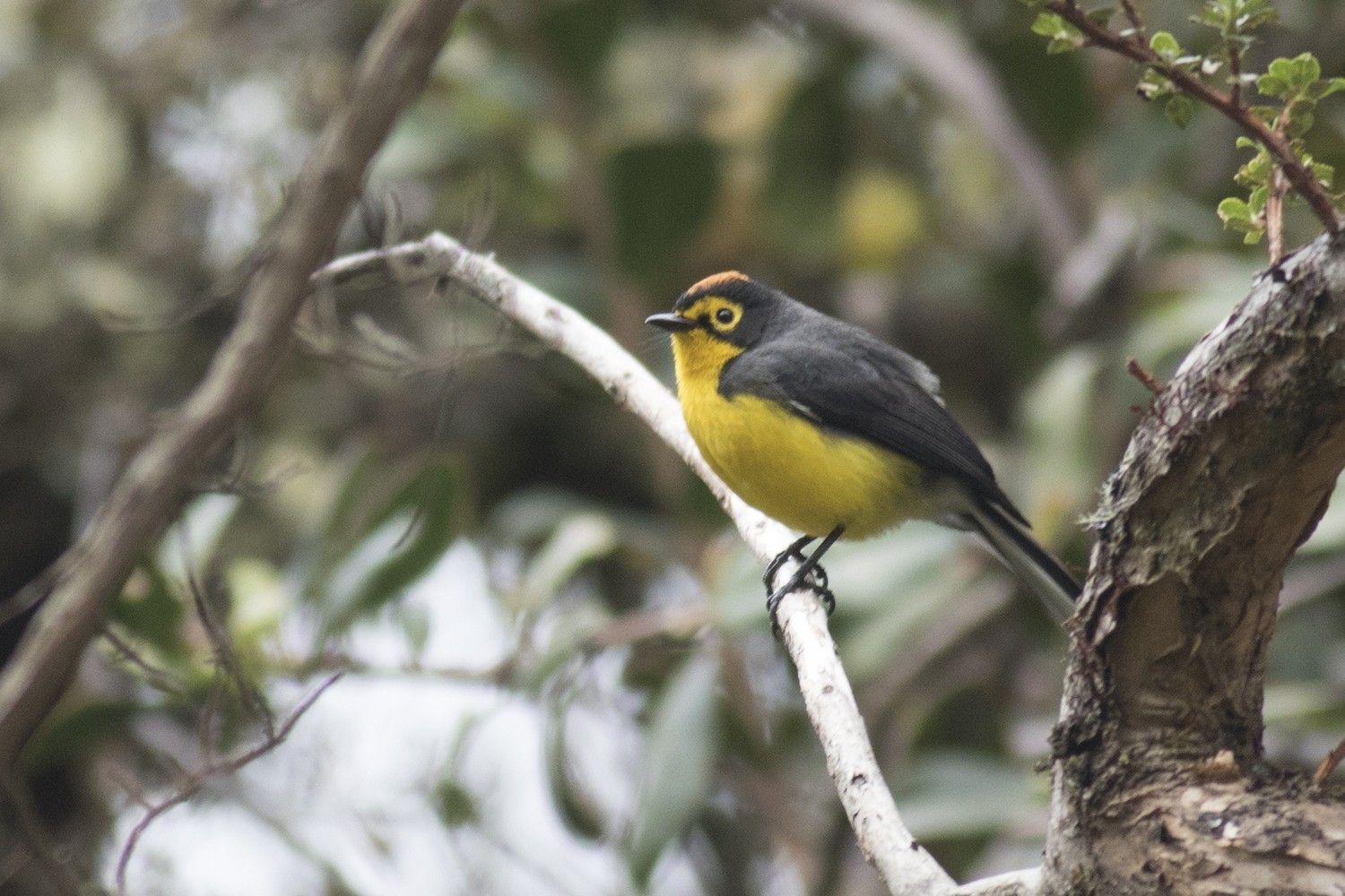 Spectacled Whitestart — Ana fotoğraf
