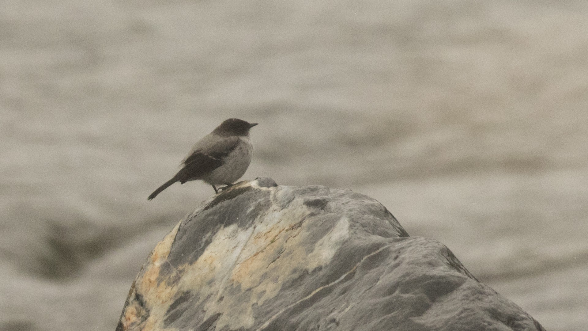 Riverside Tyrant — Ana fotoğraf
