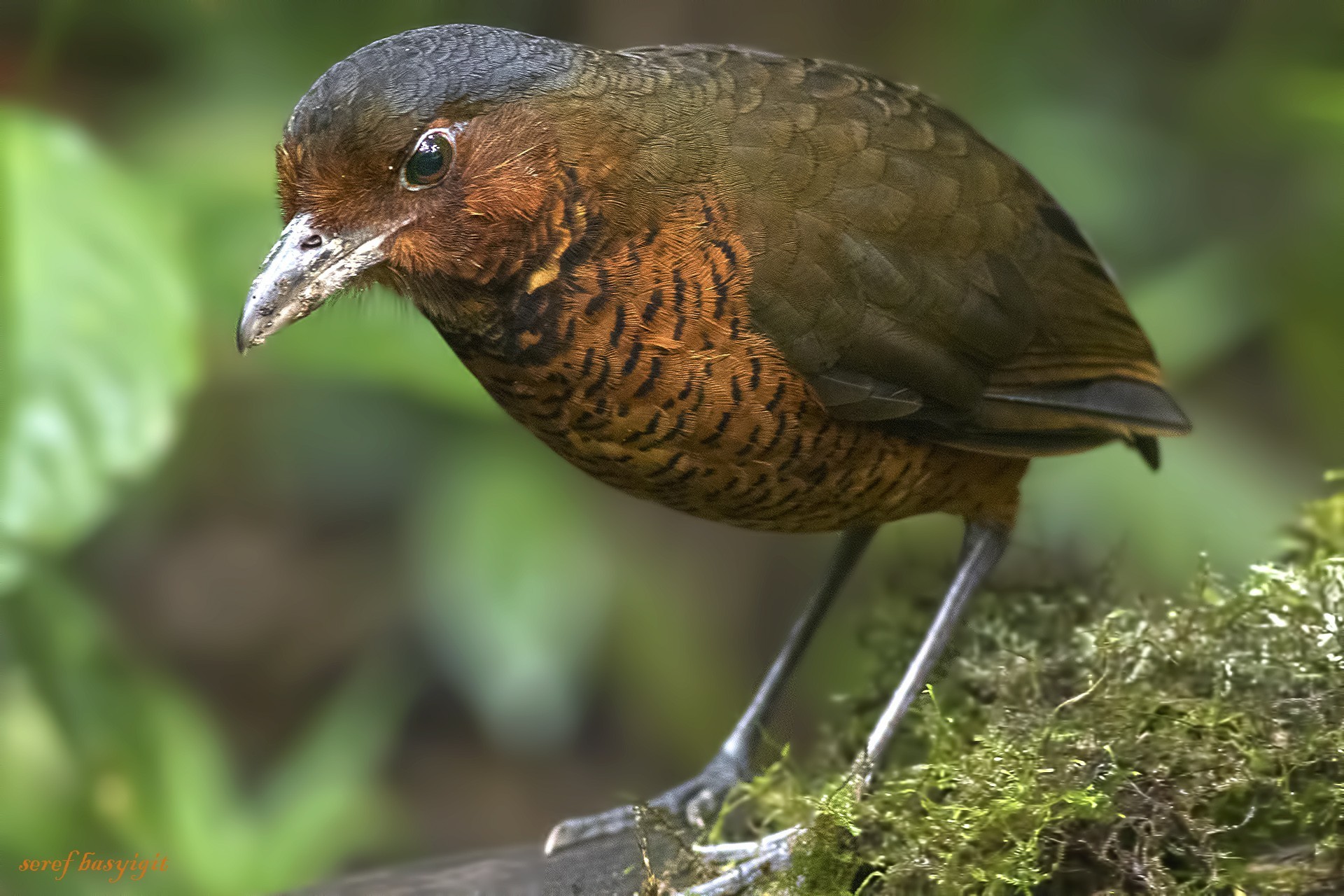 Giant Antpitta
