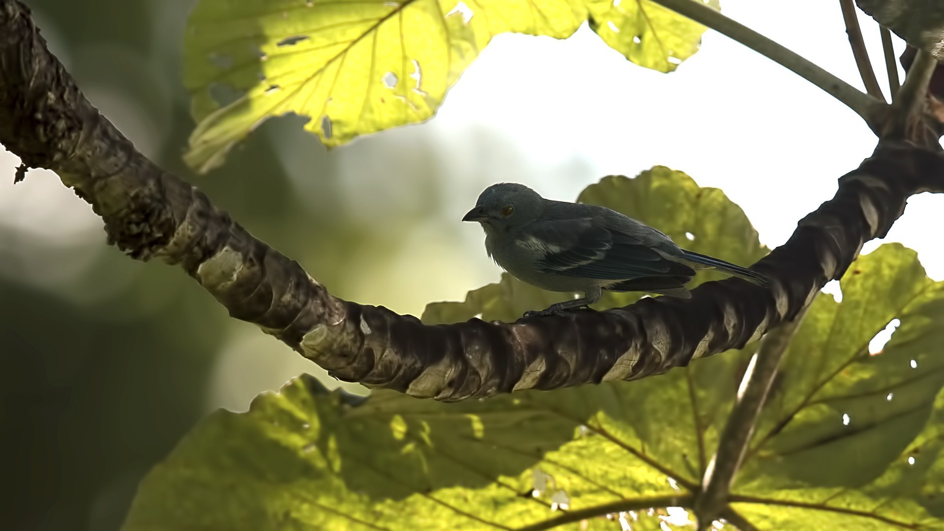 Blue-grey Tanager — Ana fotoğraf