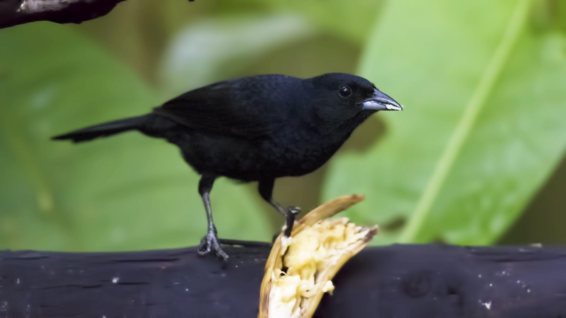 White-lined Tanager — Ana fotoğraf