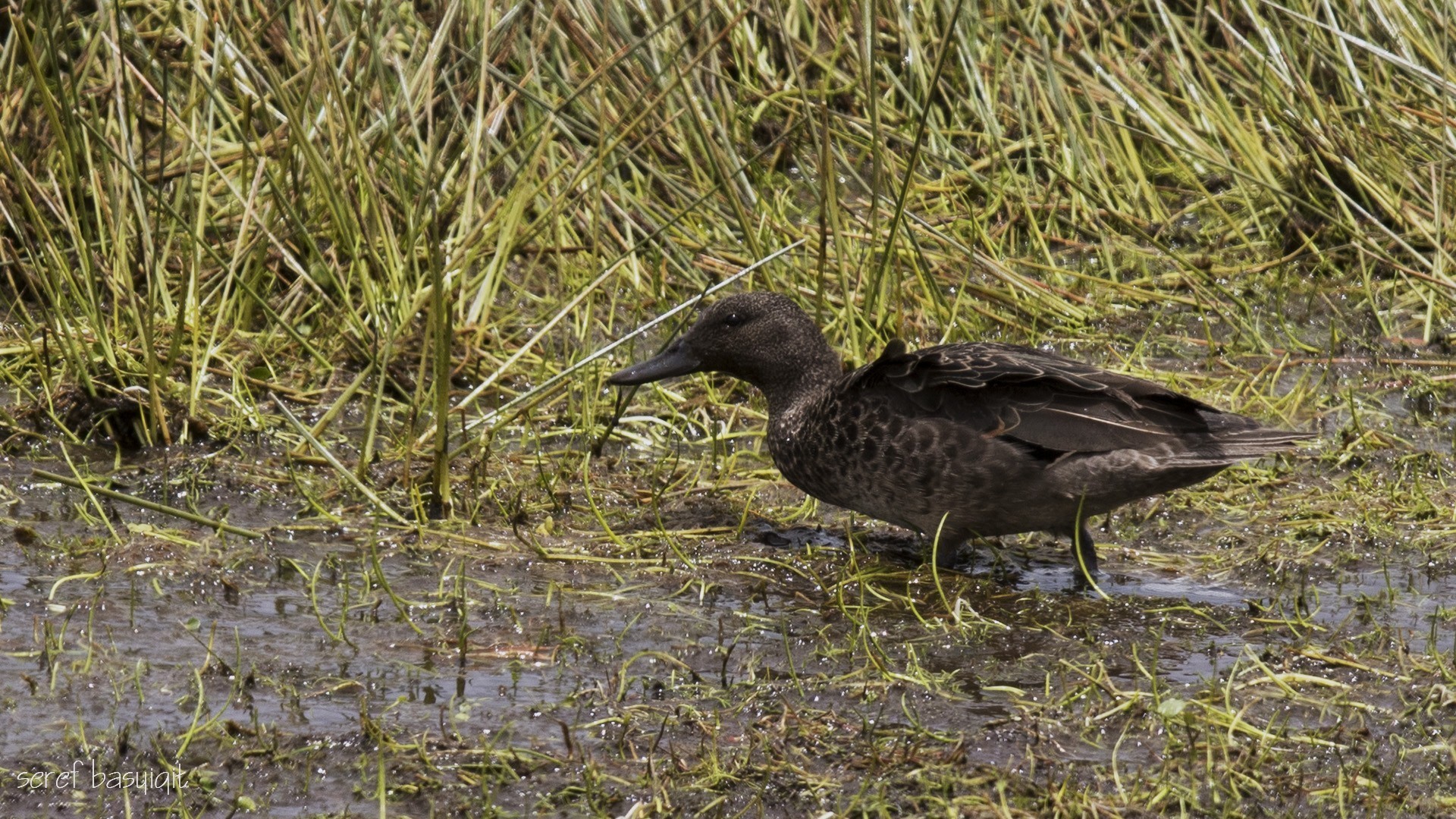 Andean Teal