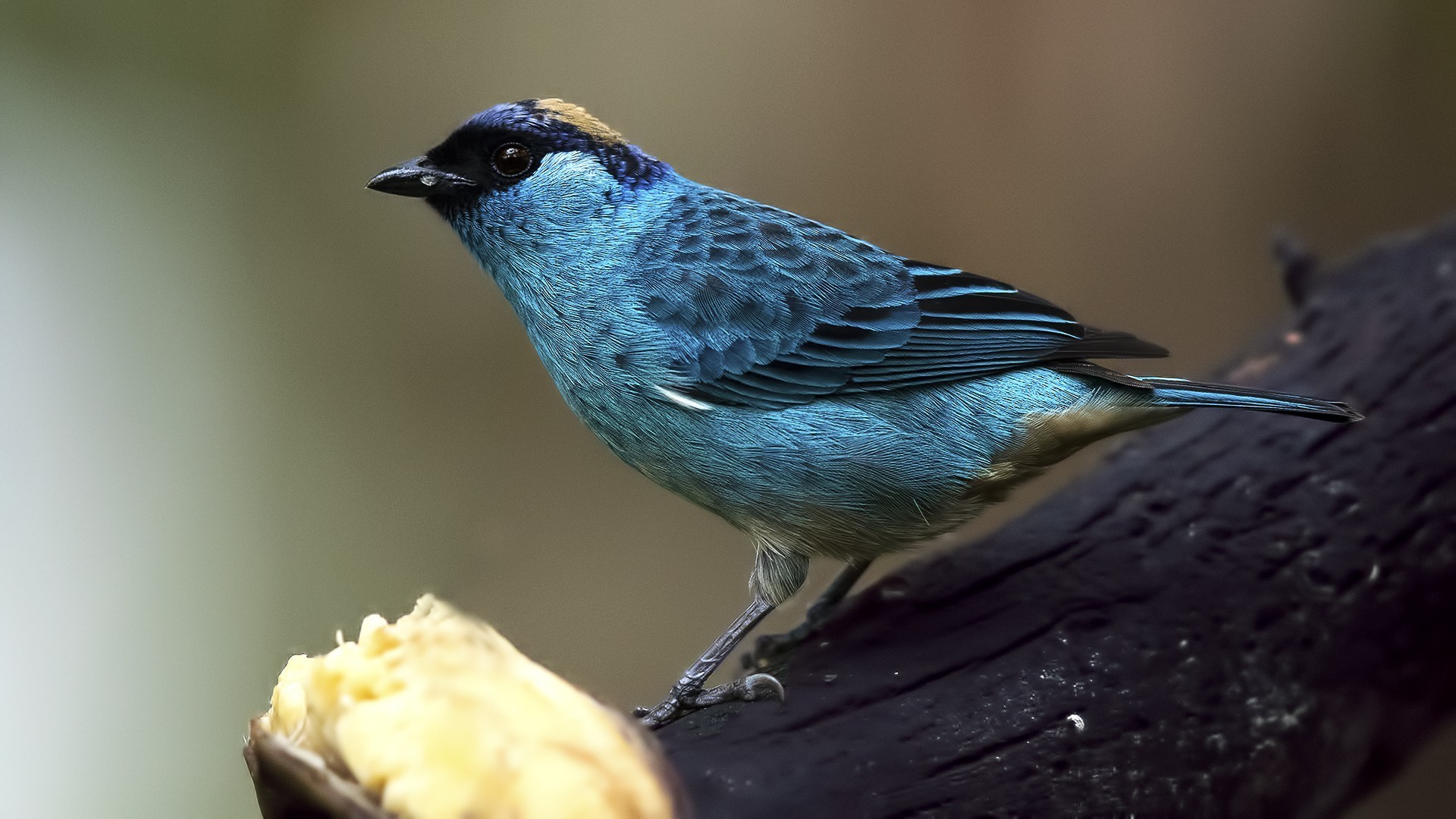 Golden-naped Tanager