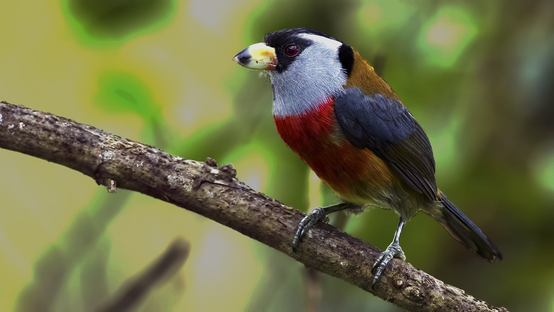 Toucan Barbet — Ana fotoğraf