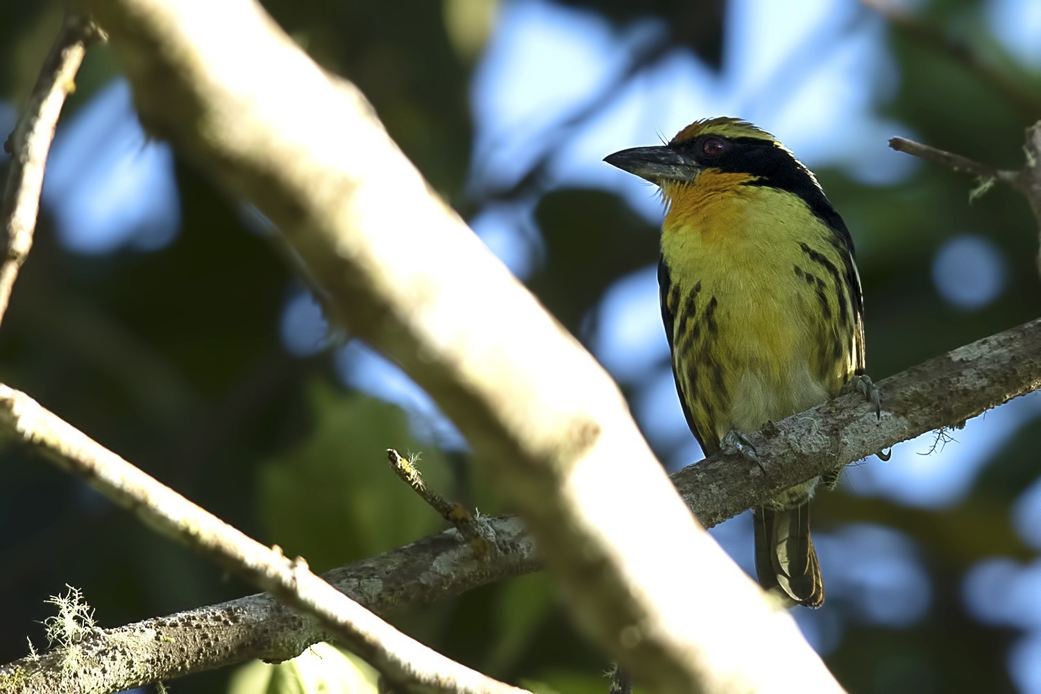 Gilded Barbet — Ana fotoğraf