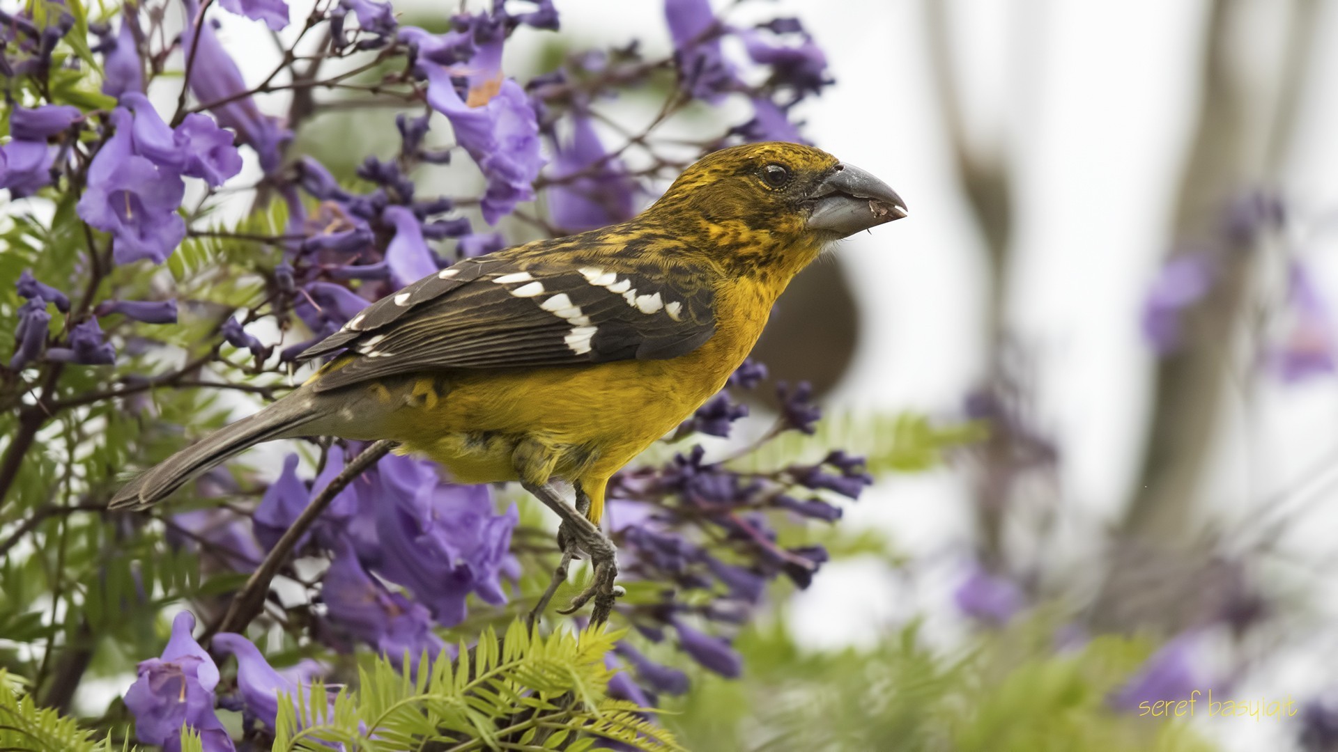 Golden-bellied Grosbeak