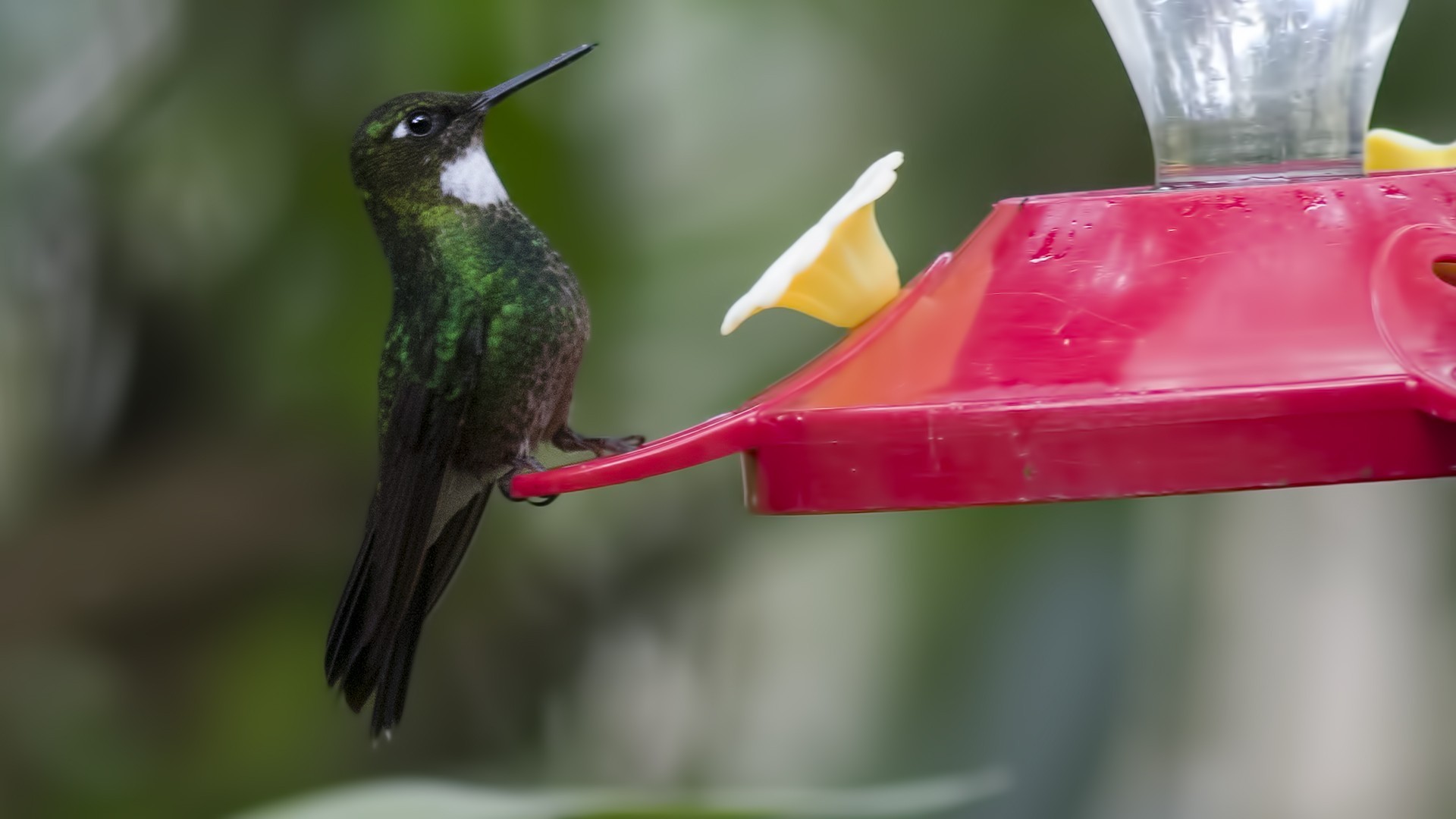 Collared Inca