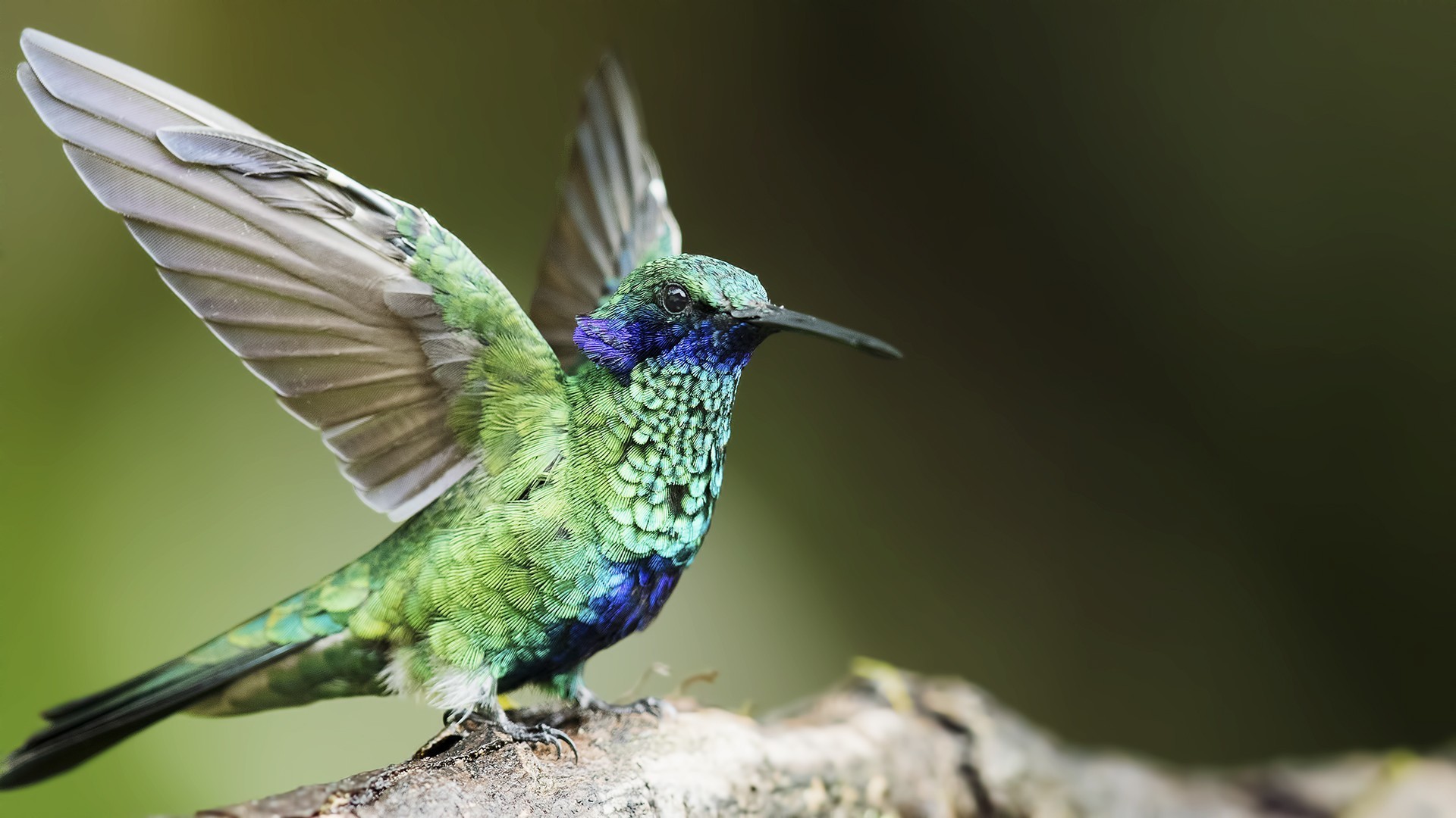 Sparkling Violet-ear