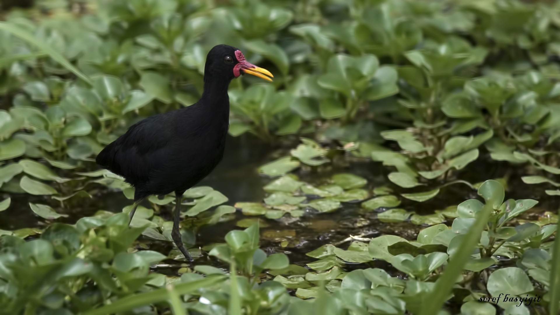Wattled Jacana — Ana fotoğraf