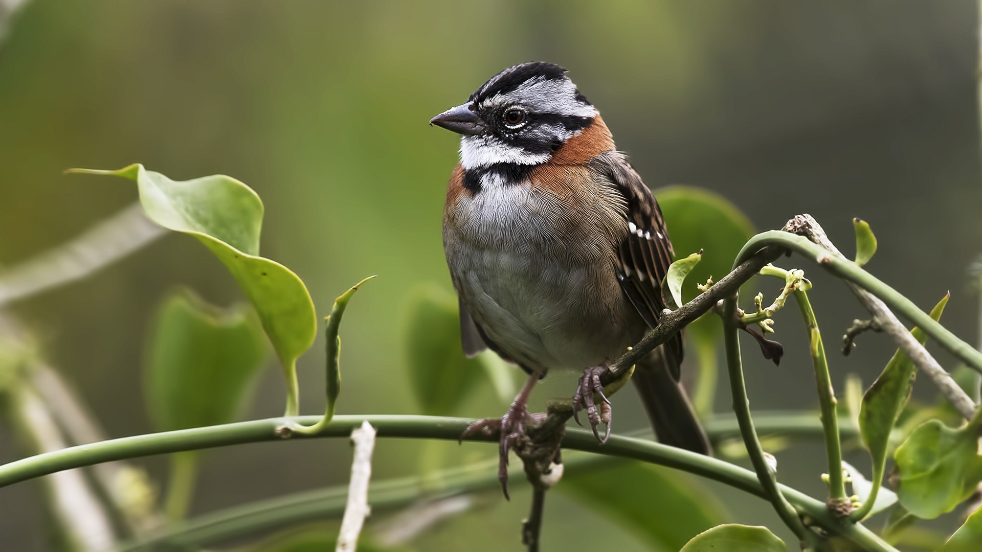 Rufous-collared Sparrow