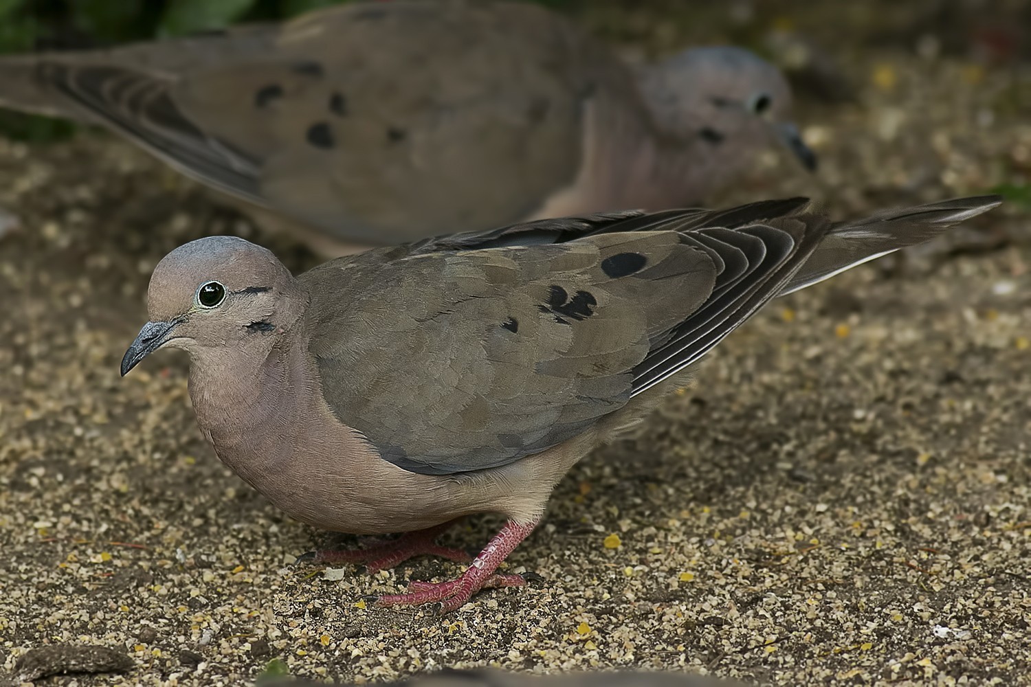 Eared Dove