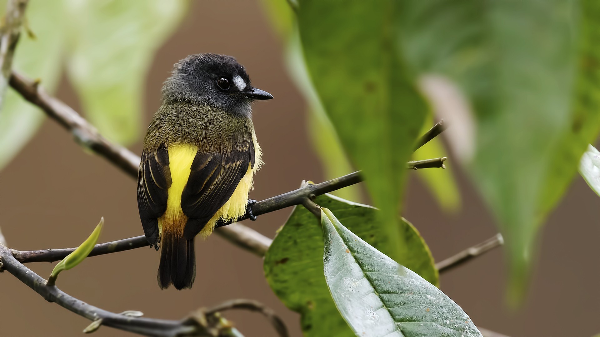 Ornate Flycatcher — Ana fotoğraf
