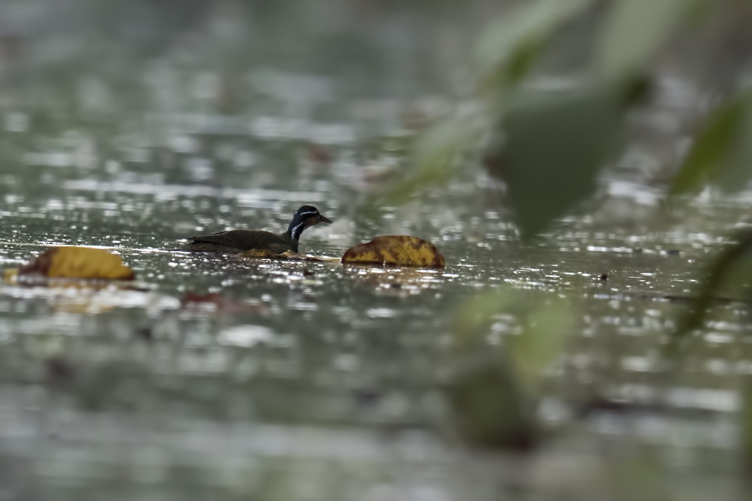 Sungrebe — Ana fotoğraf