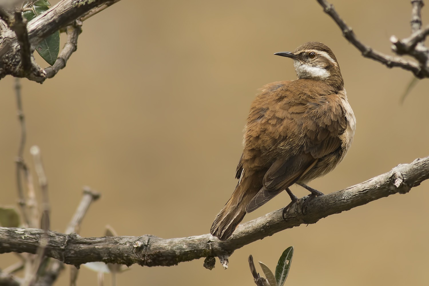 Bar-winged Cinclodes