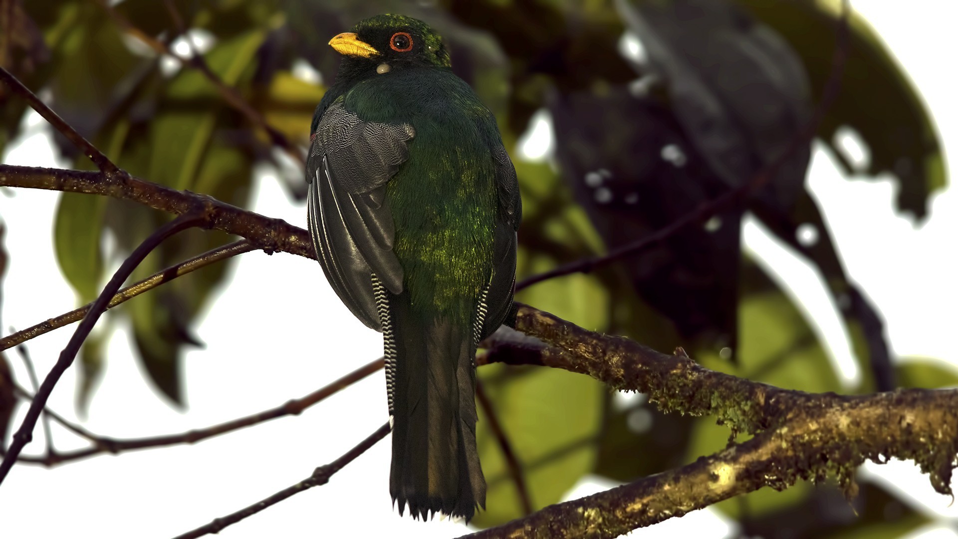 Masked Trogon