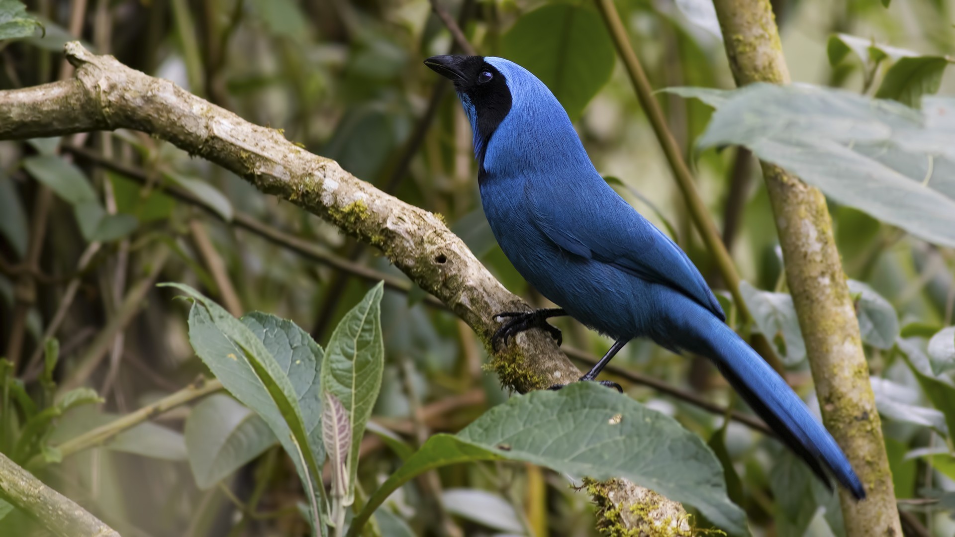 Turquoise Jay