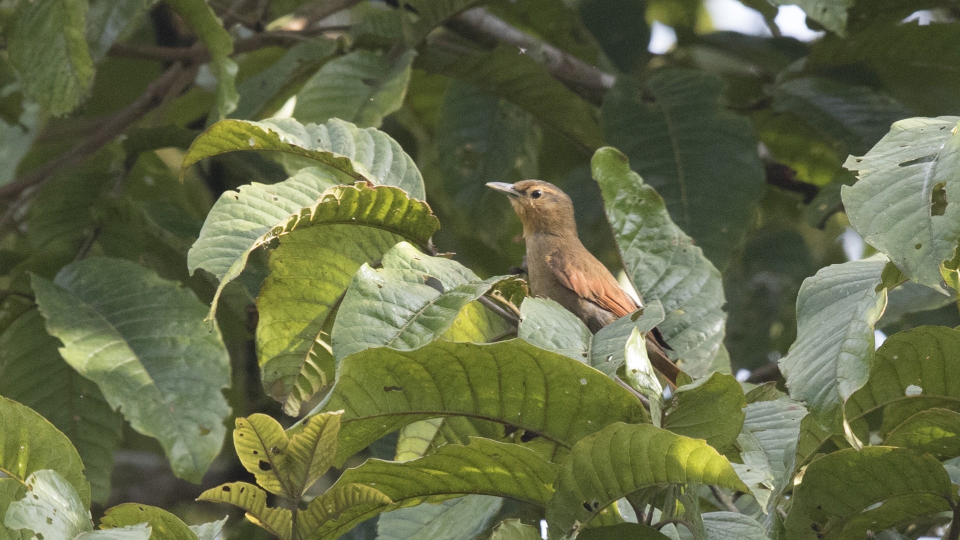 Scaly-throated Foliage-gleaner