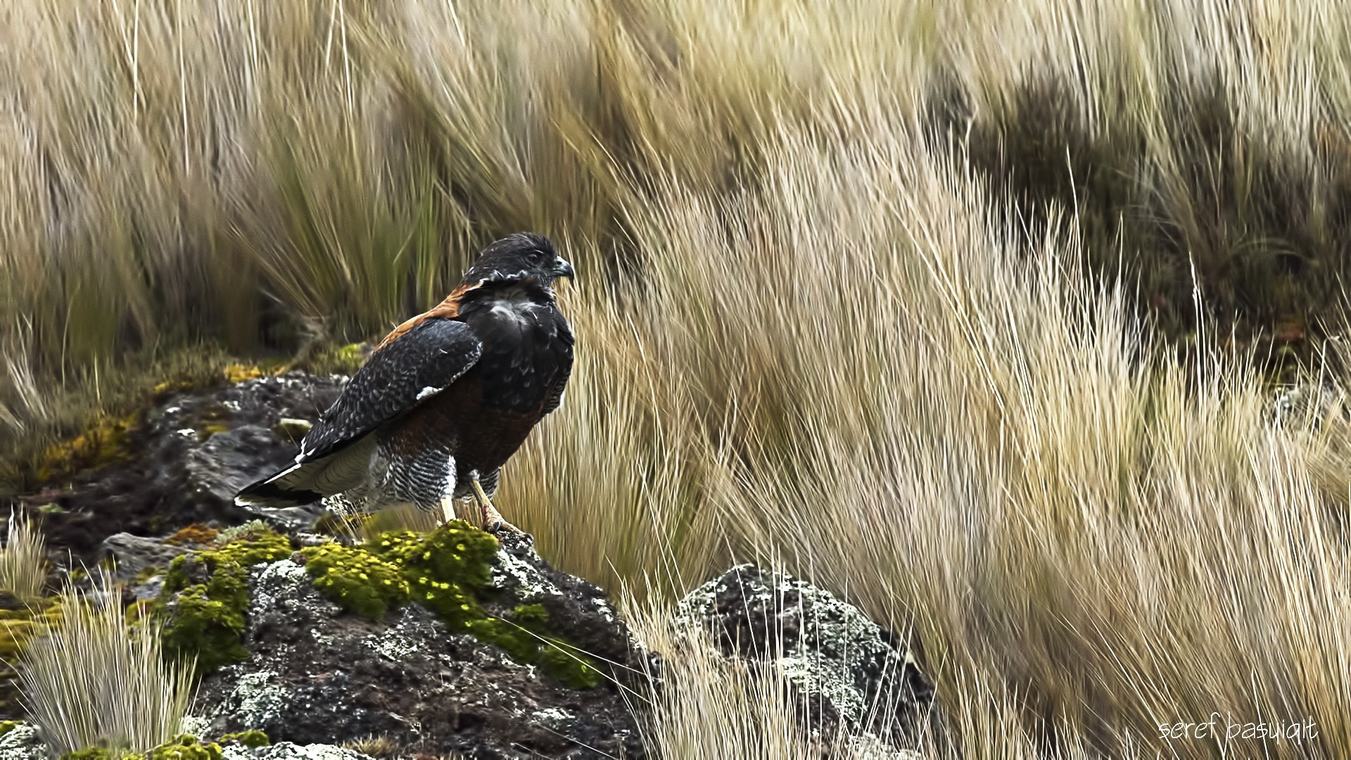 Variable Hawk