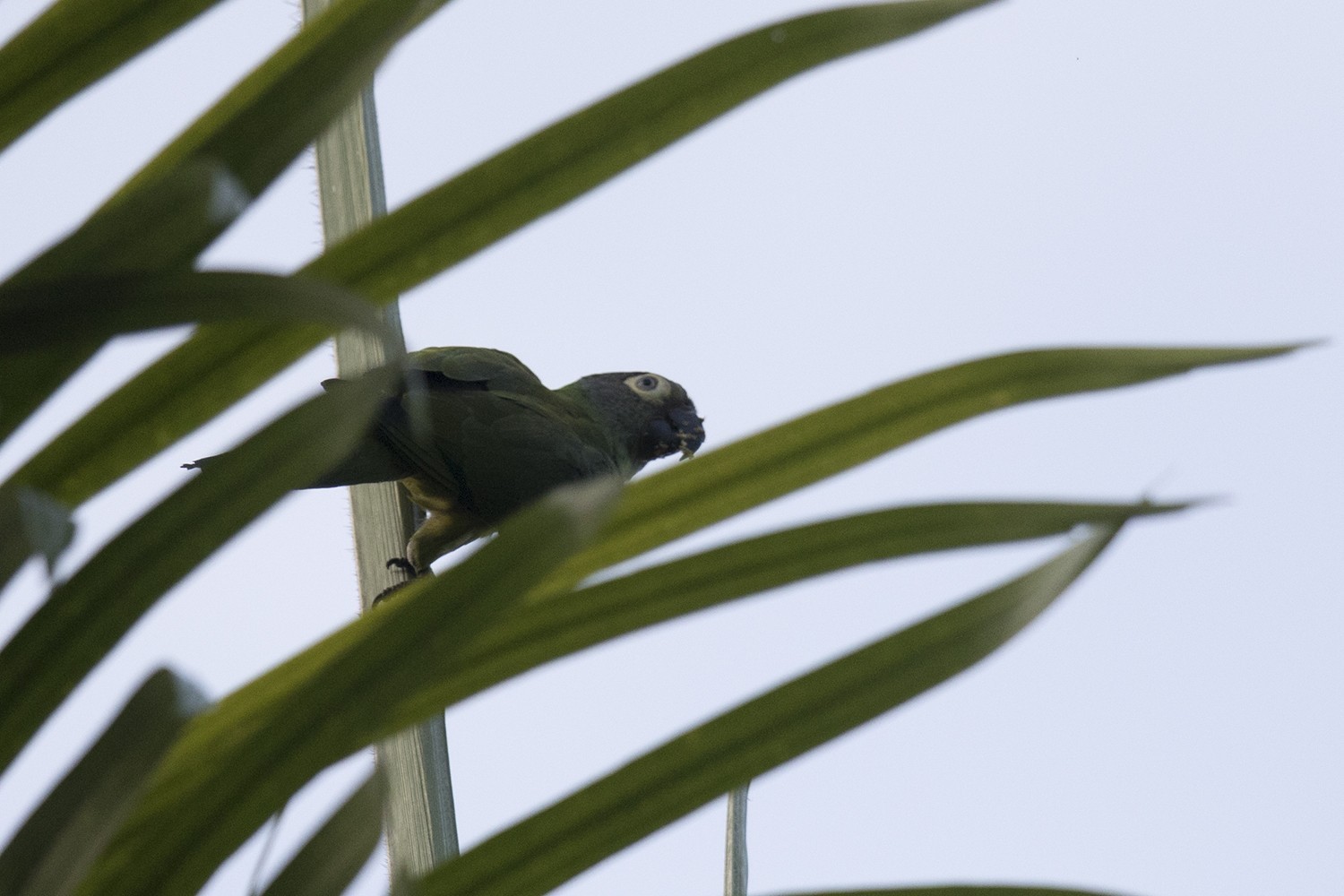 Dusky-headed Parakeet — Ana fotoğraf