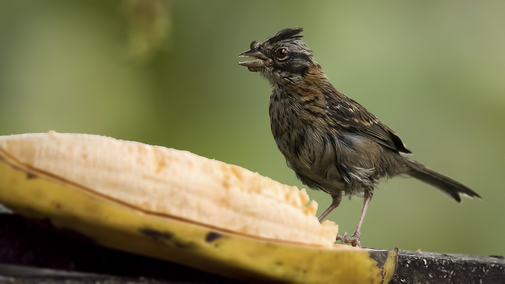 Rufous-collared Sparrow