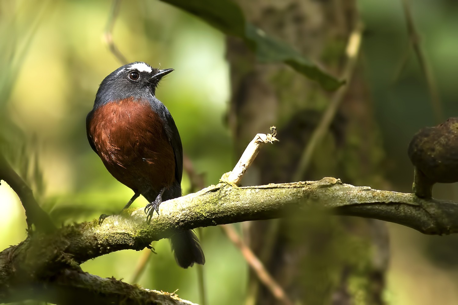 Slaty-backed Chat-tyrant