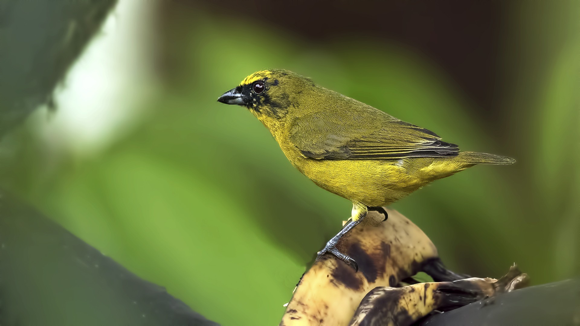 Thick-billed Euphonia