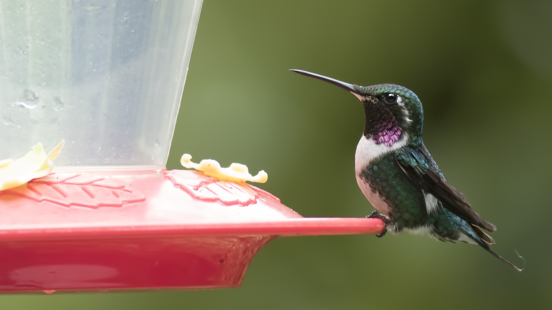 White-bellied Woodstar