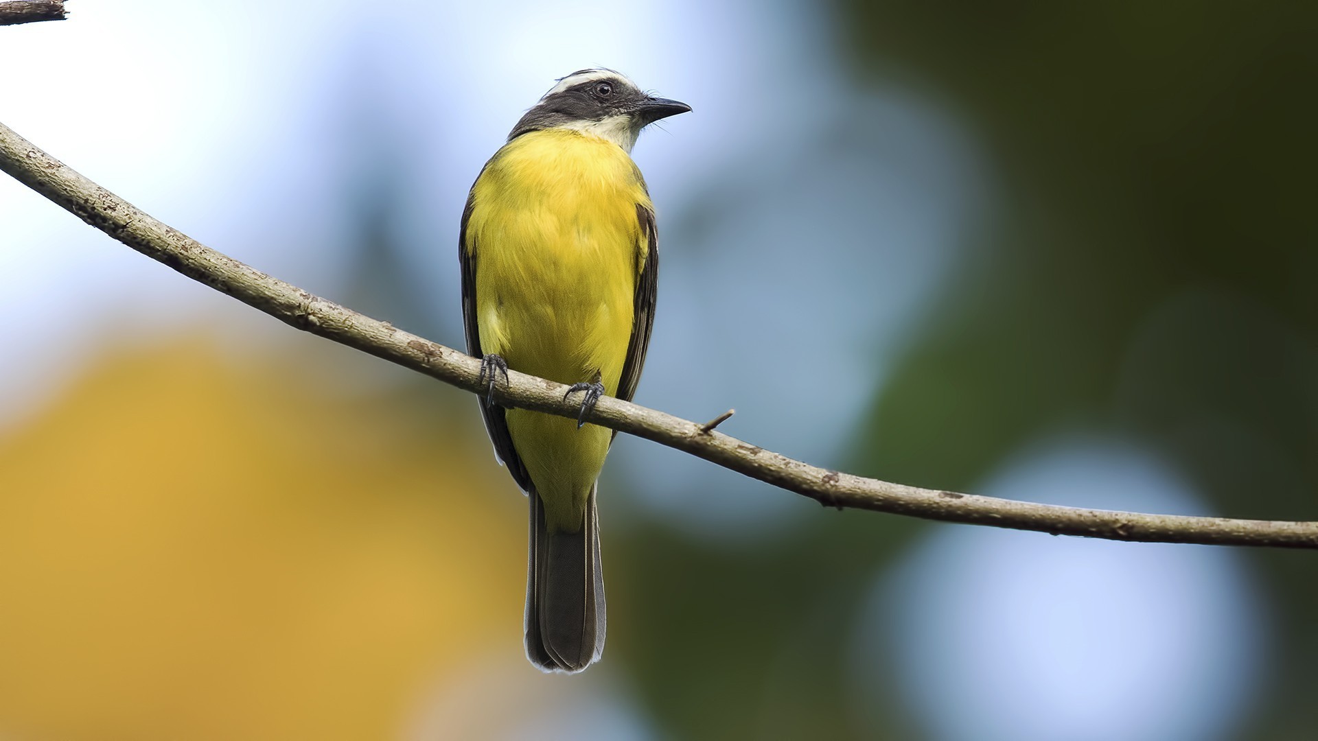 Great Kiskadee