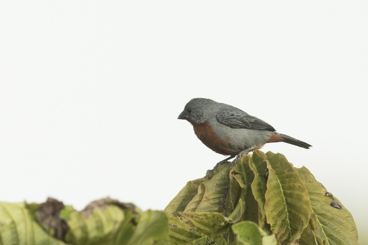 Chestnut-bellied Seedeater — Ana fotoğraf