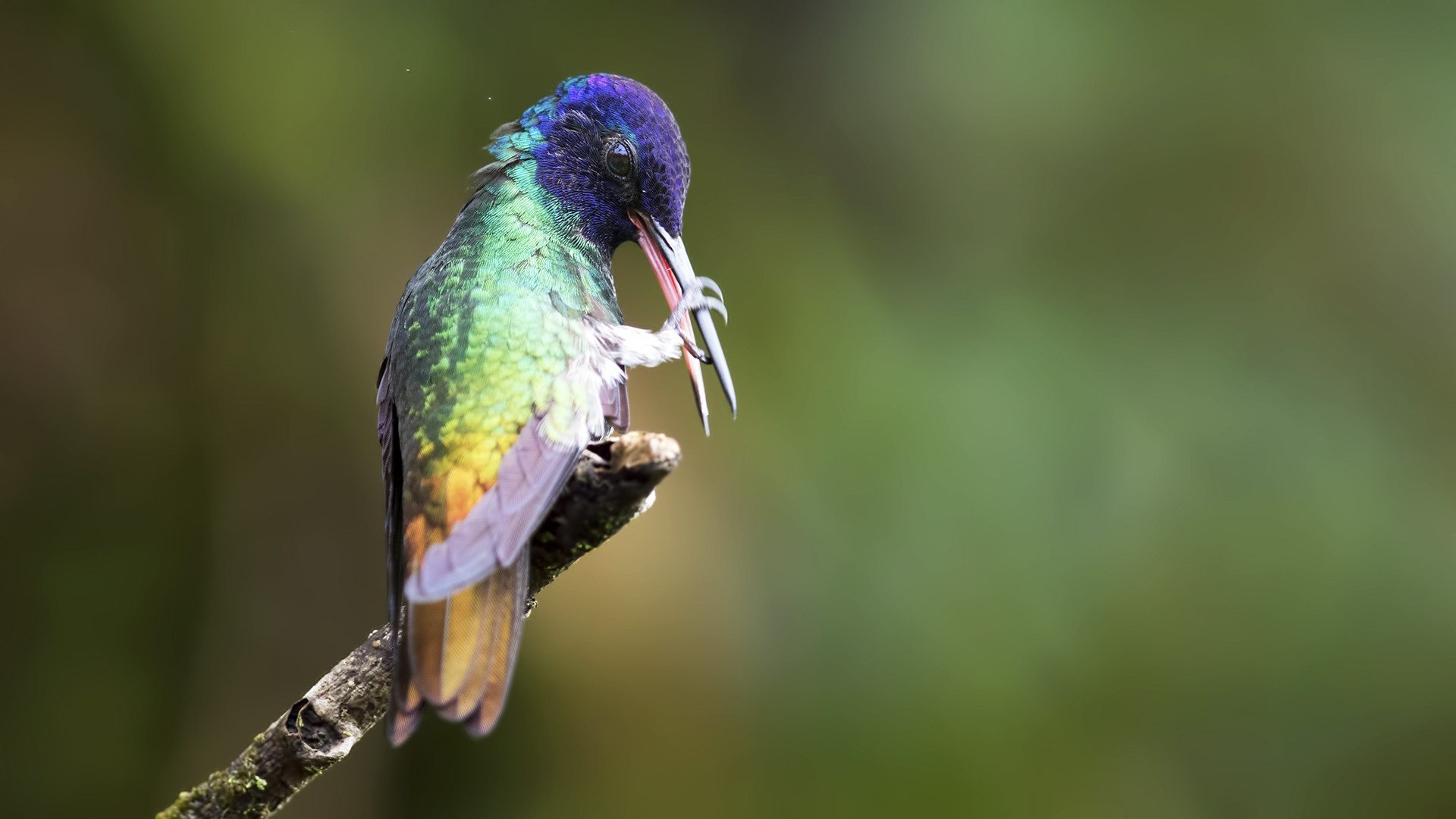 Golden-tailed Sapphire — Ana fotoğraf
