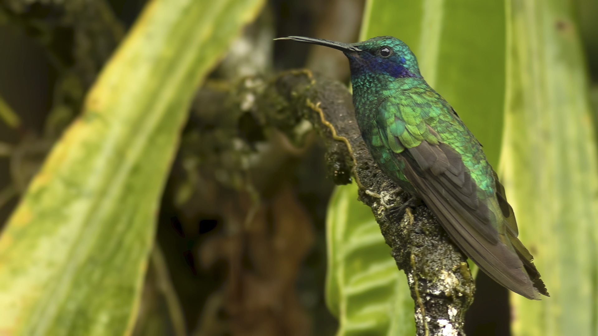 Green Violet-ear